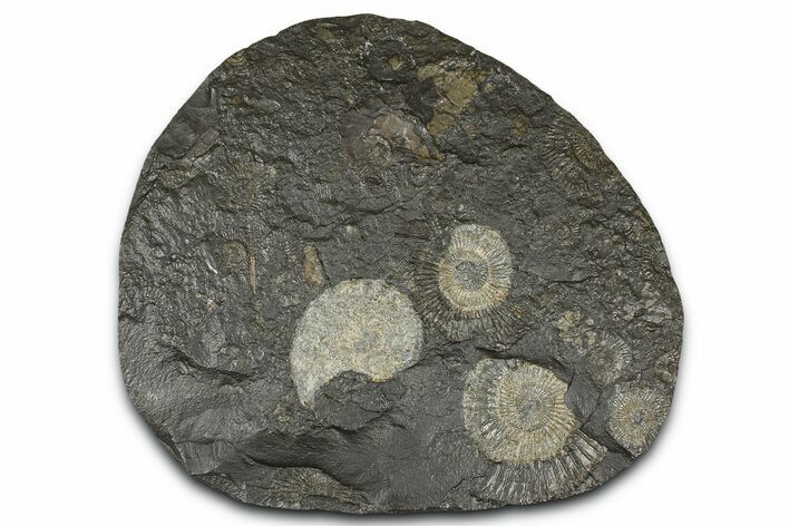 Fossil Ammonite Cluster - Posidonia Shale, Germany #368180